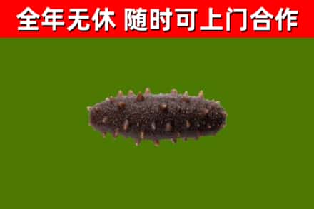 绵阳市回收海参干